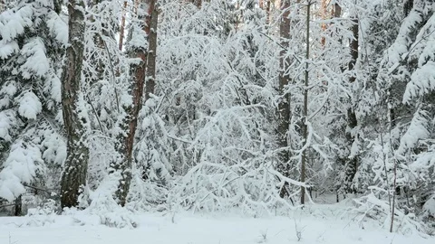 Snow in the winter forest Video stock 72904143