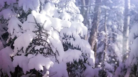 Snow in Winter Forest Video stock 83116818