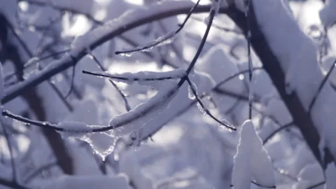 Snow in Winter Forest Stock Footage 142830450