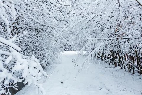 Snow in the winter forest, mixed forest Stock Photos