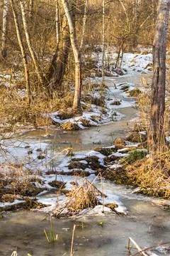 Snow in the winter forest, mixed forest Fotos Stock