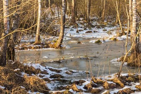 Snow in the winter forest, mixed forest Stock Photos
