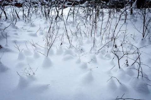 Snow in winter forest 스톡 사진