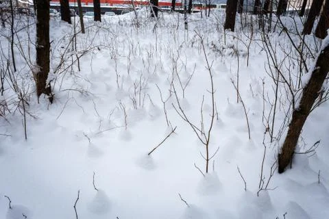 Snow in winter forest Foto stock