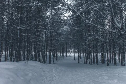 Snow winter forest Stock Photos