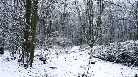 Snow Winter Forest. Snow in the Winter Woodland Landscape Stock Footage 306861983