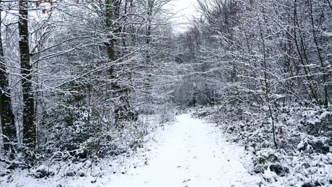 Snow Winter Forest. Snow in the Winter Woodland Landscape Stock Footage 306861995