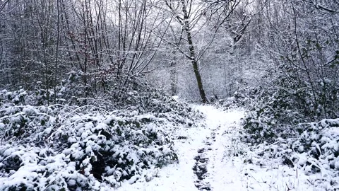 Snow Winter Forest. Snow in the Winter Woodland Landscape Stock Footage 306861996