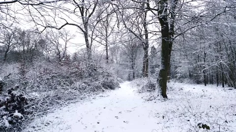 Snow Winter Forest. Snow in the Winter Woodland Landscape Stock Footage 306862012