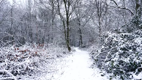Snow Winter Forest. Snow in the Winter Woodland Landscape Stock Footage 306862051