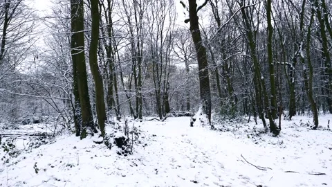 Snow Winter Forest. Snow in the Winter Woodland Landscape Stock Footage 306862226
