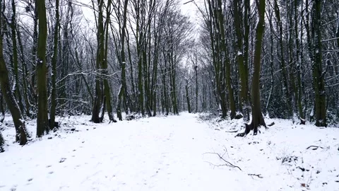 Snow Winter Forest. Snow in the Winter Woodland Landscape Stock Footage 306862277