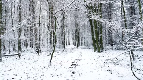 Snow Winter Forest. Snow in the Winter Woodland Landscape Stock Footage 306862300