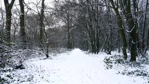 Snow Winter Forest. Snow in the Winter Woodland Landscape Stock Footage 306862302
