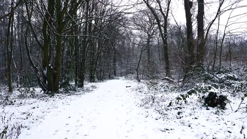 Snow Winter Forest. Snow in the Winter Woodland Landscape Stock Footage 306862320