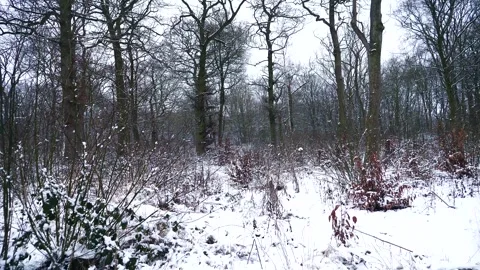 Snow Winter Forest. Snow in the Winter Woodland Landscape Stock Footage 306862322