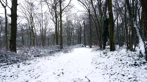 Snow Winter Forest. Snow in the Winter Woodland Landscape Stock Footage 306862331