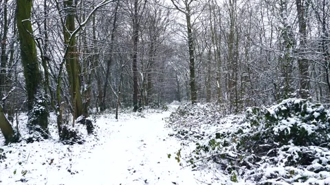Snow Winter Forest. Snow in the Winter Woodland Landscape Stock Footage 306862347