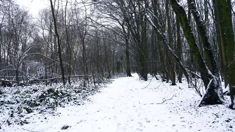 Snow Winter Forest. Snow in the Winter Woodland Landscape Stock Footage 306862350