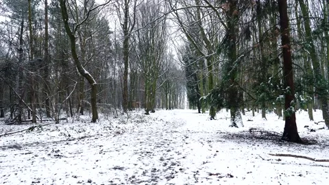 Snow Winter Forest. Snow in the Winter Woodland Landscape Stock Footage 306862429