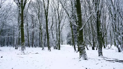 Snow Winter Forest. Snow in the Winter Woodland Landscape Stock Footage 306862430