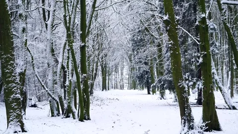 Snow Winter Forest. Snow in the Winter Woodland Landscape Stock Footage 306862431