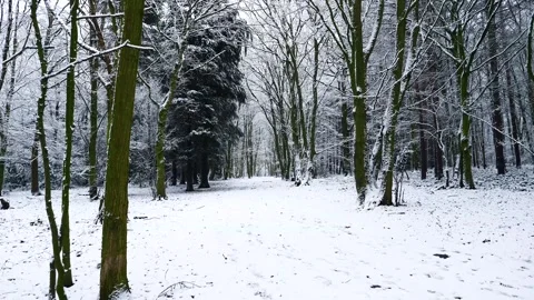 Snow Winter Forest. Snow in the Winter Woodland Landscape Stock Footage 306862483