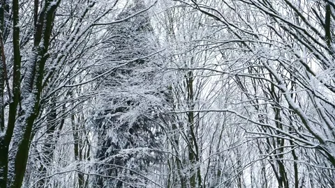 Snow Winter Forest. Snow in the Winter Woodland Landscape Stock Footage 306862486