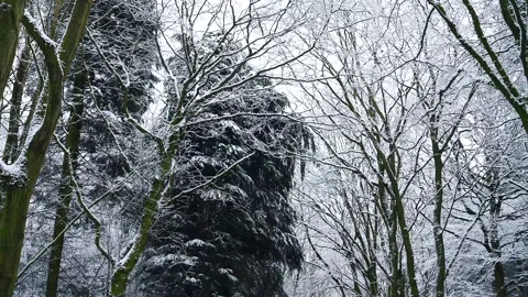 Snow Winter Forest. Snow in the Winter Woodland Landscape Stock Footage 306862496