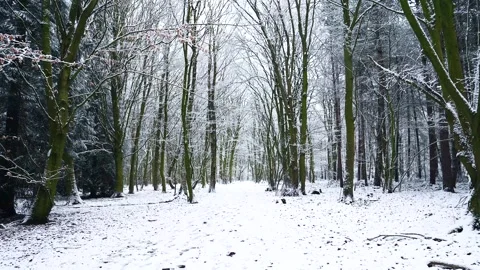 Snow Winter Forest. Snow in the Winter Woodland Landscape Stock Footage 306862513