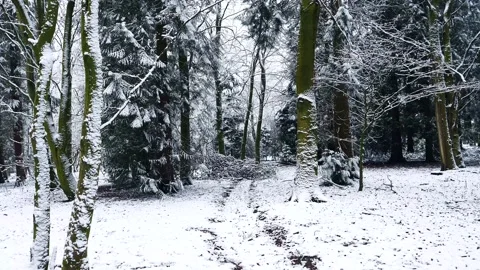 Snow Winter Forest. Snow in the Winter Woodland Landscape Stock Footage 306862514