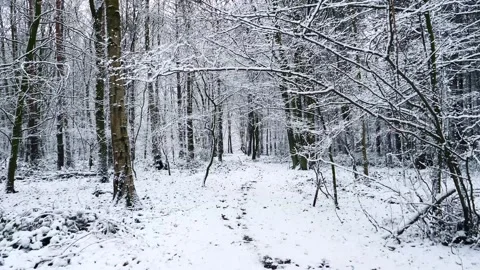 Snow Winter Forest. Snow in the Winter Woodland Landscape Stock Footage 306862661