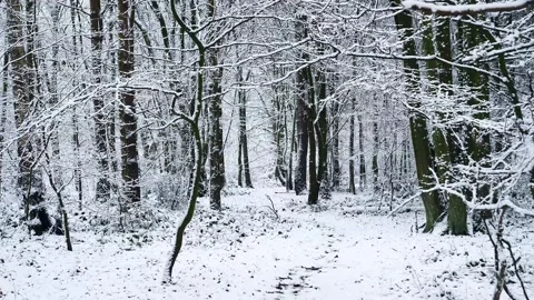 Snow Winter Forest. Snow in the Winter Woodland Landscape Stock Footage 306862835