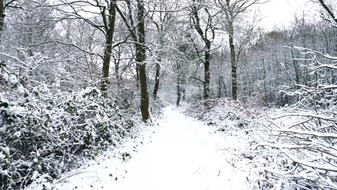 Snow Winter Forest. Snow in the Winter Woodland Landscape Stock Footage 306862842