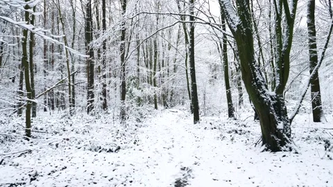 Snow Winter Forest. Snow in the Winter Woodland Landscape Stock Footage 306862882