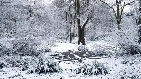 Snow Winter Forest. Snow in the Winter Woodland Landscape Stock Footage 306862914