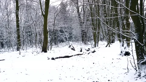 Snow Winter Forest. Snow in the Winter Woodland Landscape Stock Footage 306863434