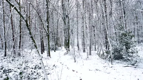 Snow Winter Forest. Snow in the Winter Woodland Landscape Stock Footage 306863485