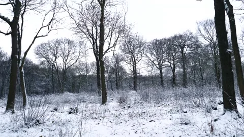 Snow Winter Forest. Snow in the Winter Woodland Landscape Stock Footage 306863489