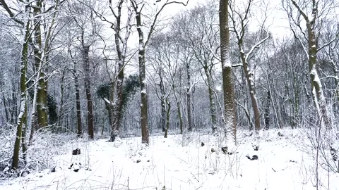 Snow Winter Forest. Snow in the Winter Woodland Landscape Stock Footage 306863522
