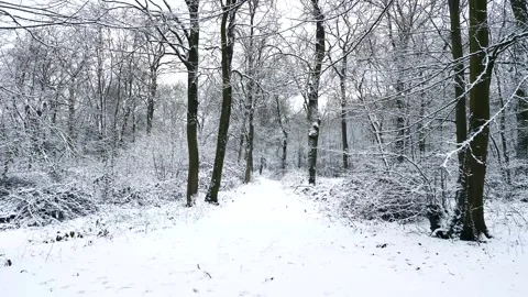 Snow Winter Forest. Snow in the Winter Woodland Landscape Stock Footage 306863534