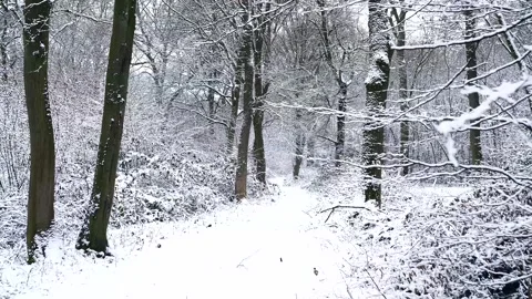 Snow Winter Forest. Snow in the Winter Woodland Landscape Stock Footage 306863535
