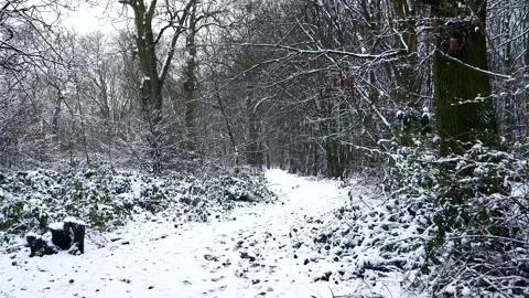 Snow Winter Forest. Snow in the Winter Woodland Landscape Stock Footage 306863539