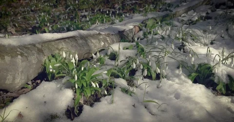 Snow in winter forest. Snowdrops under snow Stock Footage 71968768