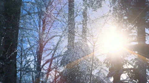 Snow winter forest. sunset sunshine. trees woods nature. magic mood Stock Footage 34528666