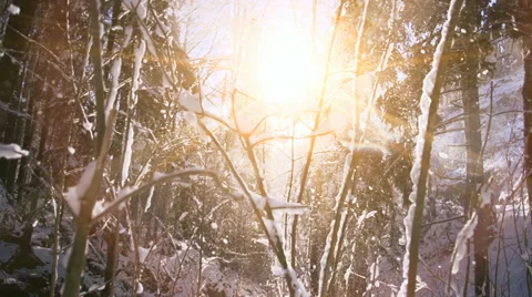 Snow winter forest. trees woods nature. snow falling slow motion. magic hour Stock Footage 34529192