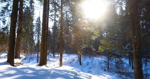Snow winter forest. trees woods. snowing snowy. sunset dusk sunshine Video stock 86604010
