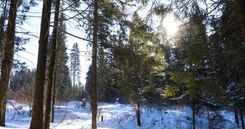Snow winter forest. trees woods. snowing snowy. sunset dusk sunshine Stock Footage 86604047