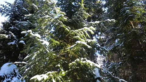 Snow winter forest. trees woods. snowing snowy. sunset dusk sunshine 스톡 동영상 86604435