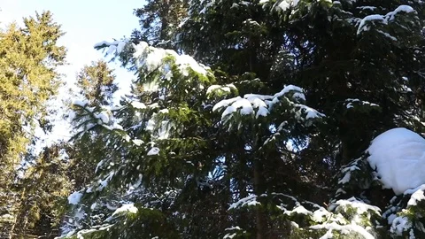 Snow winter forest. trees woods. snowing snowy. sunset dusk sunshine Stock Footage 86604442